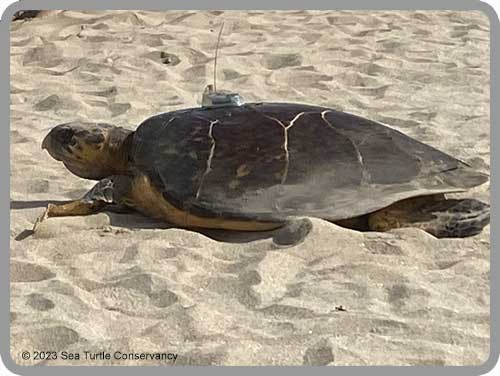 Sea Turtle Tracking: Active Sea Turtles – Sea Turtle Conservancy