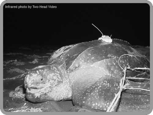 Sea Turtle Tracking: Active Sea Turtles – Sea Turtle Conservancy