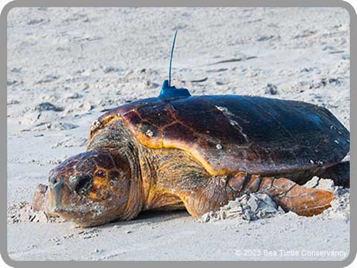Sea Turtle Tracking: Active Sea Turtles – Sea Turtle Conservancy