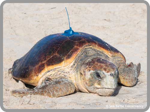 Sea Turtle Tracking: Active Sea Turtles – Sea Turtle Conservancy