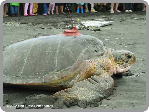 Sea Turtle Tracking: Active Sea Turtles – Sea Turtle Conservancy