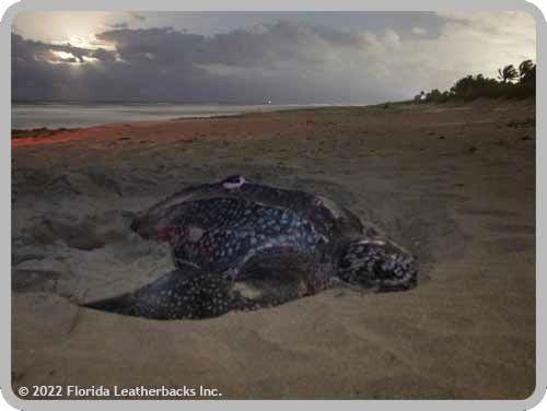 Sea Turtle Tracking: Active Sea Turtles – Sea Turtle Conservancy