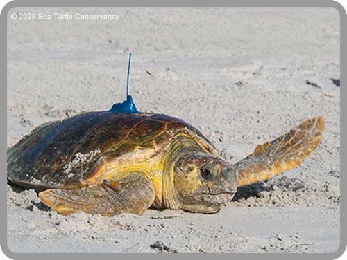 Emerald Coast Wildlife Refuge - This is how a turtle shell repair