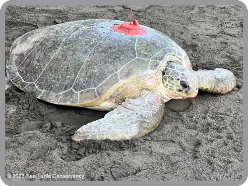 Sea Turtle Tracking: Tortuguero, Costa Rica Sea Turtle Tracking