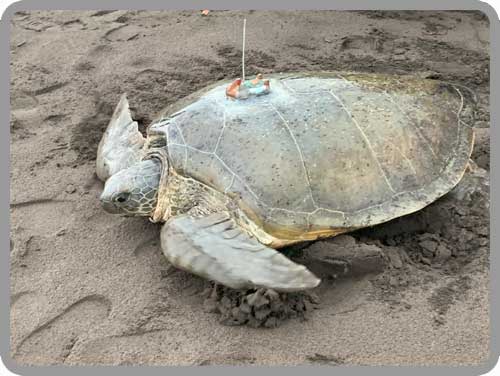 Sea Turtle Tracking Tortuguero Costa Rica Sea Turtle Tracking Project