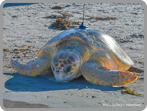 Sea Turtle Tracking: Active Sea Turtles – Sea Turtle Conservancy