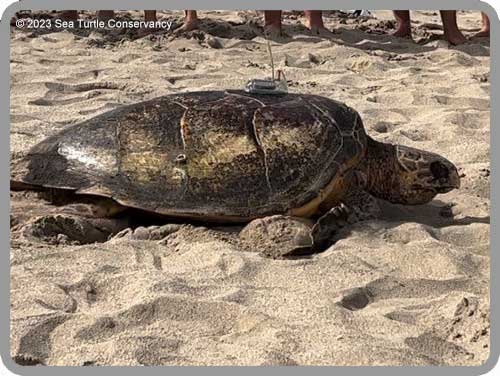 Sea Turtle Tracking: Active Sea Turtles – Sea Turtle Conservancy