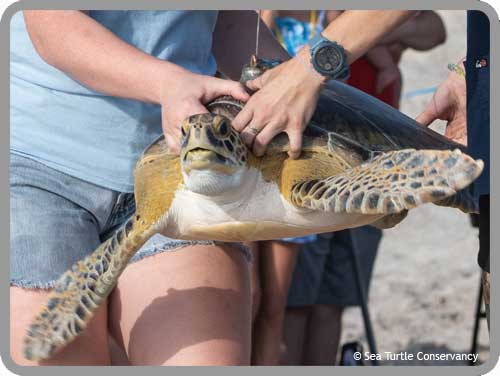 What Would You Name These Lady Turtles?