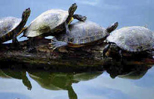 lake turtles
