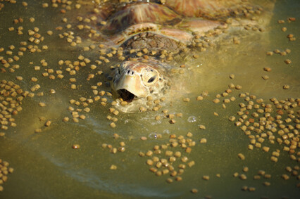 Stop Sea Turtle Farming – Sea Turtle Conservancy