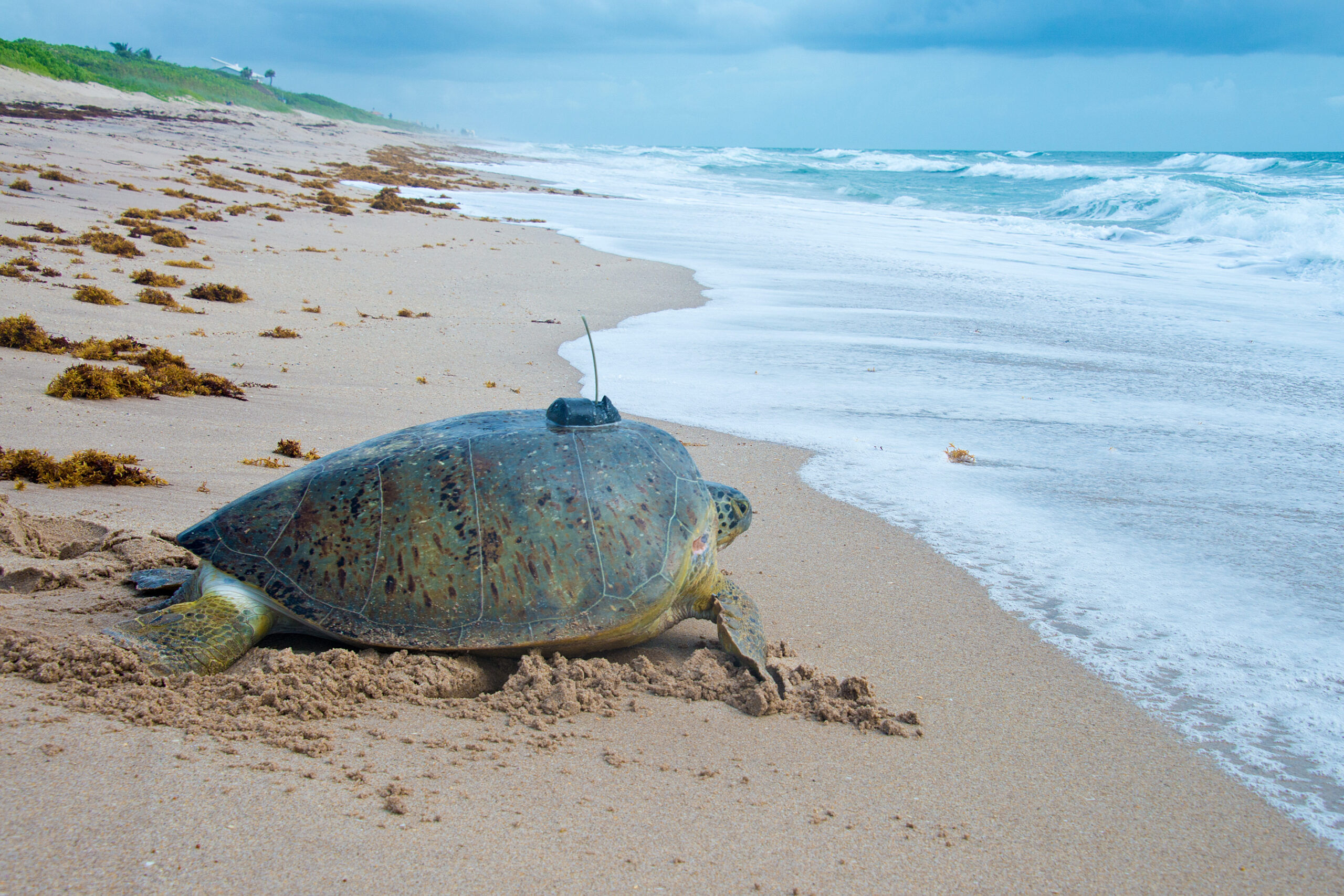 STC Sea Turtle Blog – Page 2 – Sea Turtle Conservancy