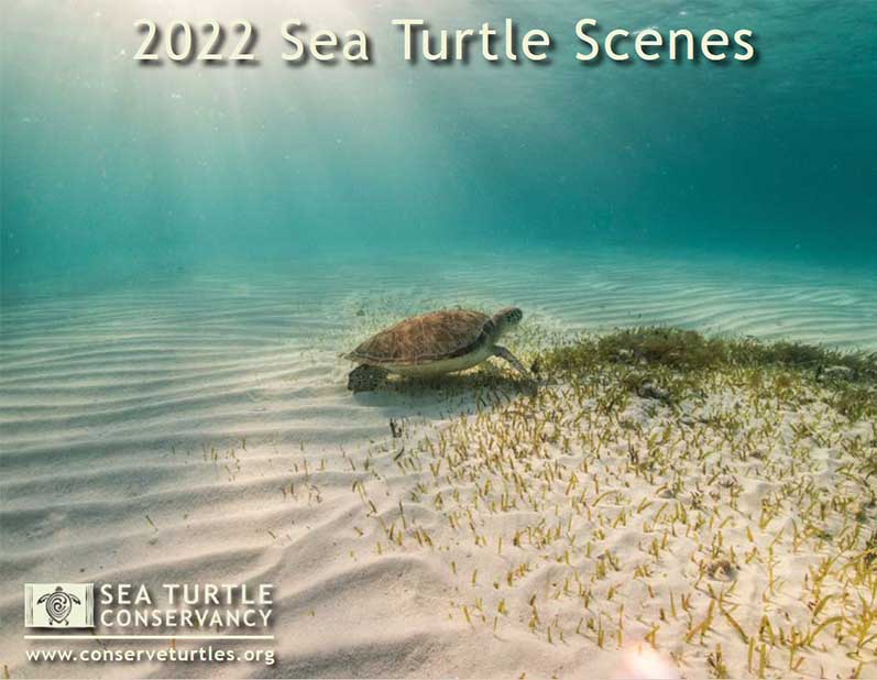 buy-2024-calendar-sea-turtles-square-wall-paper-pocket-cab35-mydeal