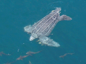 Information About Sea Turtles: Habitats: Pelagic – Sea Turtle Conservancy