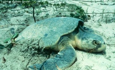 Information About Sea Turtles: Species of the World – Sea Turtle Conservancy