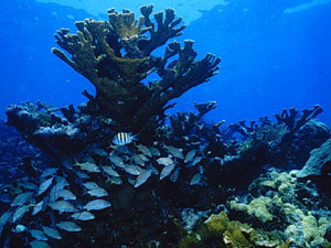 fla-coral-reef-fwri