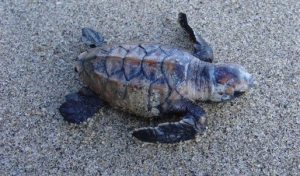hawksbill-hatchling-SuzanneLivingstone