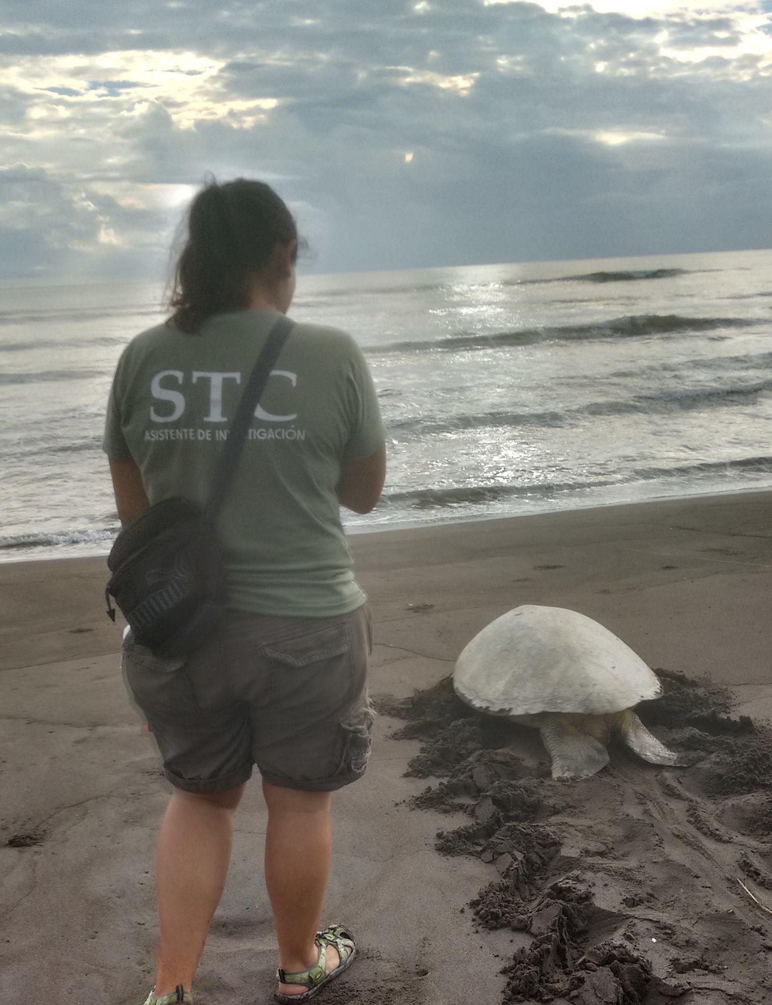 STC Sea Turtle Blog pic pic