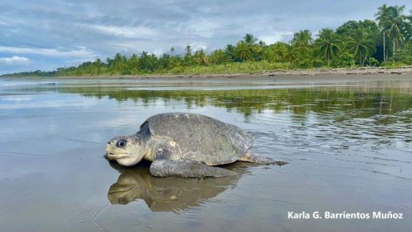 STC Sea Turtle Blog – Page 2 – Sea Turtle Conservancy