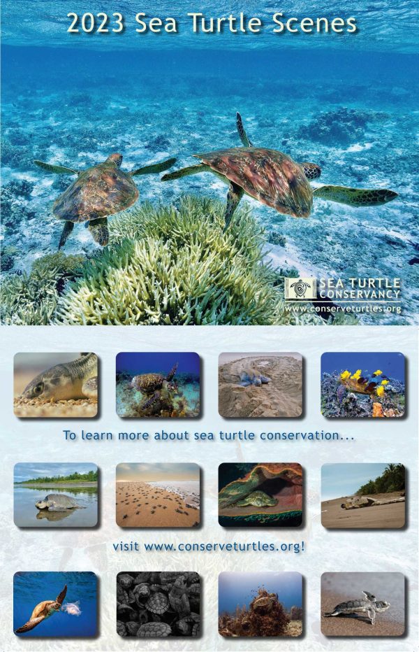 Sea Turtles: Ecology, Behavior and Conservation – Nova Science Publishers