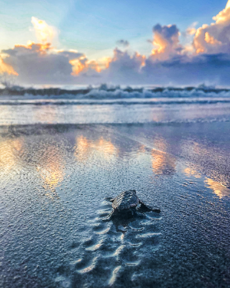 Beachfront Lighting: How You Can Help – Sea Turtle Conservancy