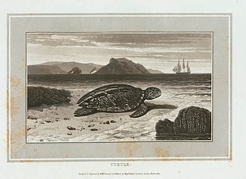 STC Sea Turtle Blog – Sea Turtle Conservancy
