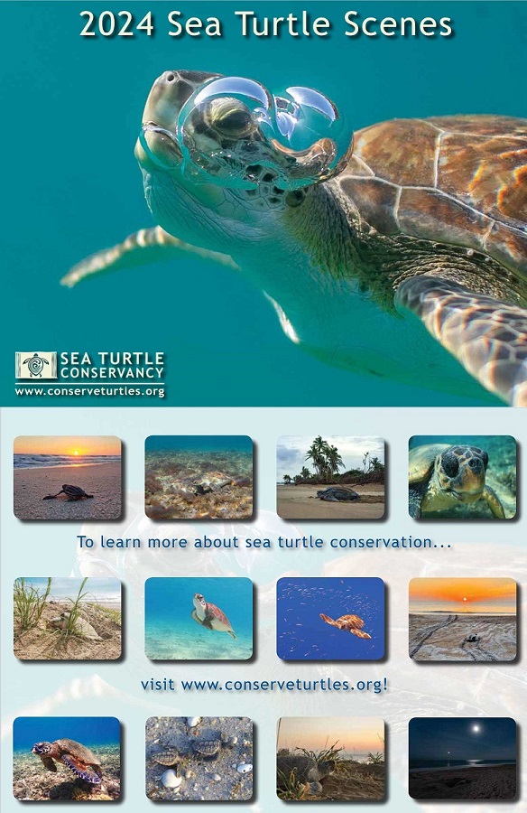 2024 Sea Turtle Scenes Calendar Sea Turtle Conservancy