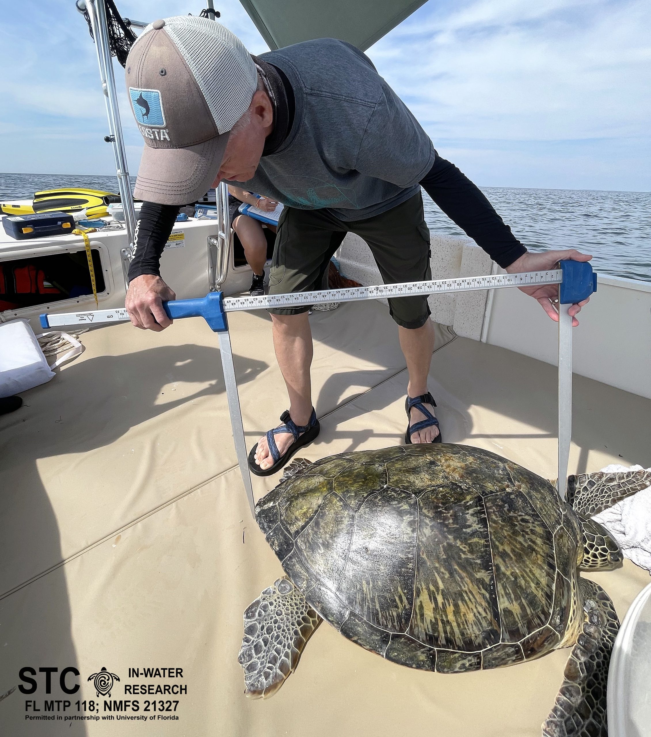 Sea Turtle Preservation Society saves stranded turtle in Melbourne Beach