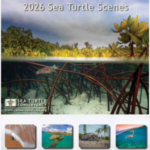 2026 Sea Turtle Scenes Calendar