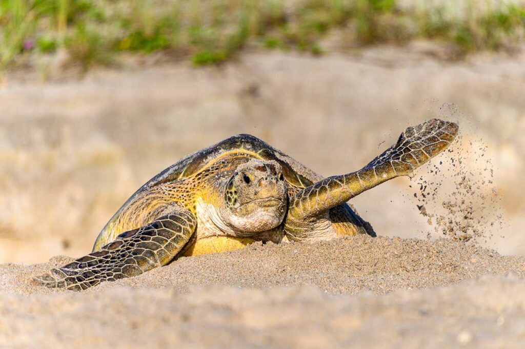 Green sea turtle in the Archie Carr Wildlife National Refuge, Florida.