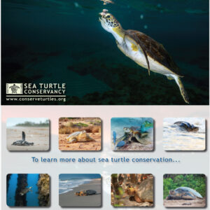 2027 Sea Turtle Scenes Calendar