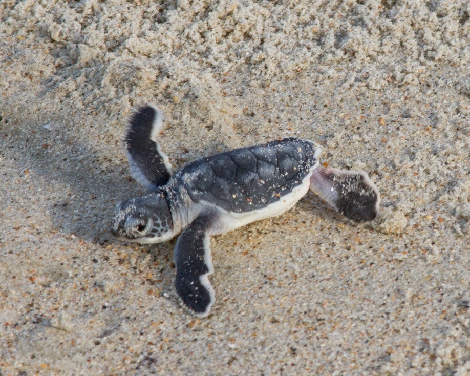 Green turtle hatchling by Kevin Geraghty