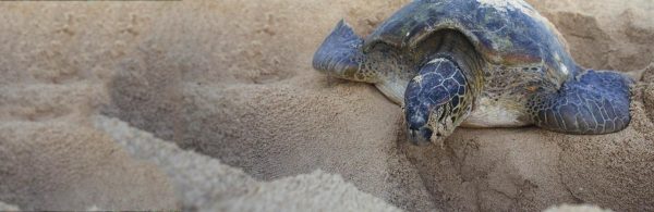 MAIN-nesting-sea-turtle-stock