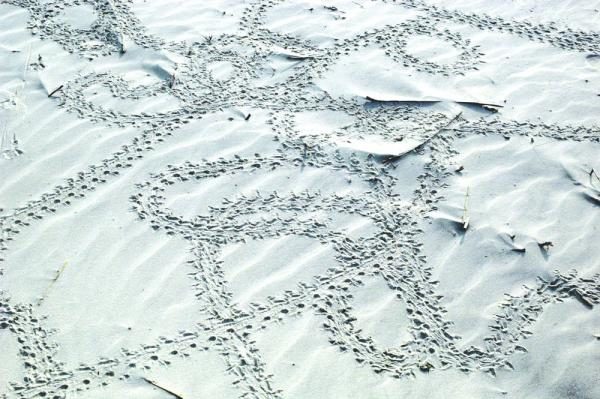 Tracks from disoriented hatchlings. Their tracks should lead straight to the sea.