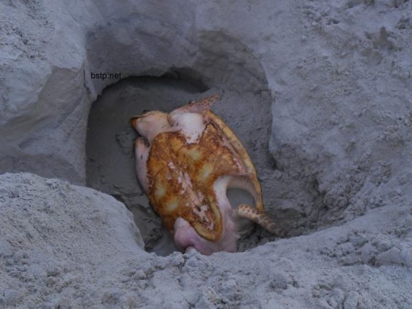 An adult loggerhead fell into a large hole on the beach and had to be rescued by Beaches Sea Turtle Patrol