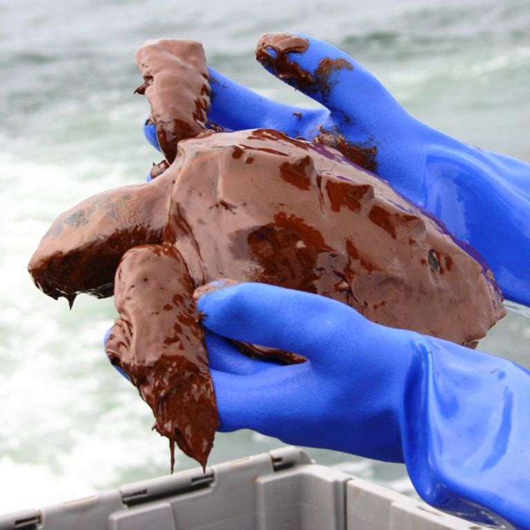 Boat Strikes - Sea Turtle Conservancy