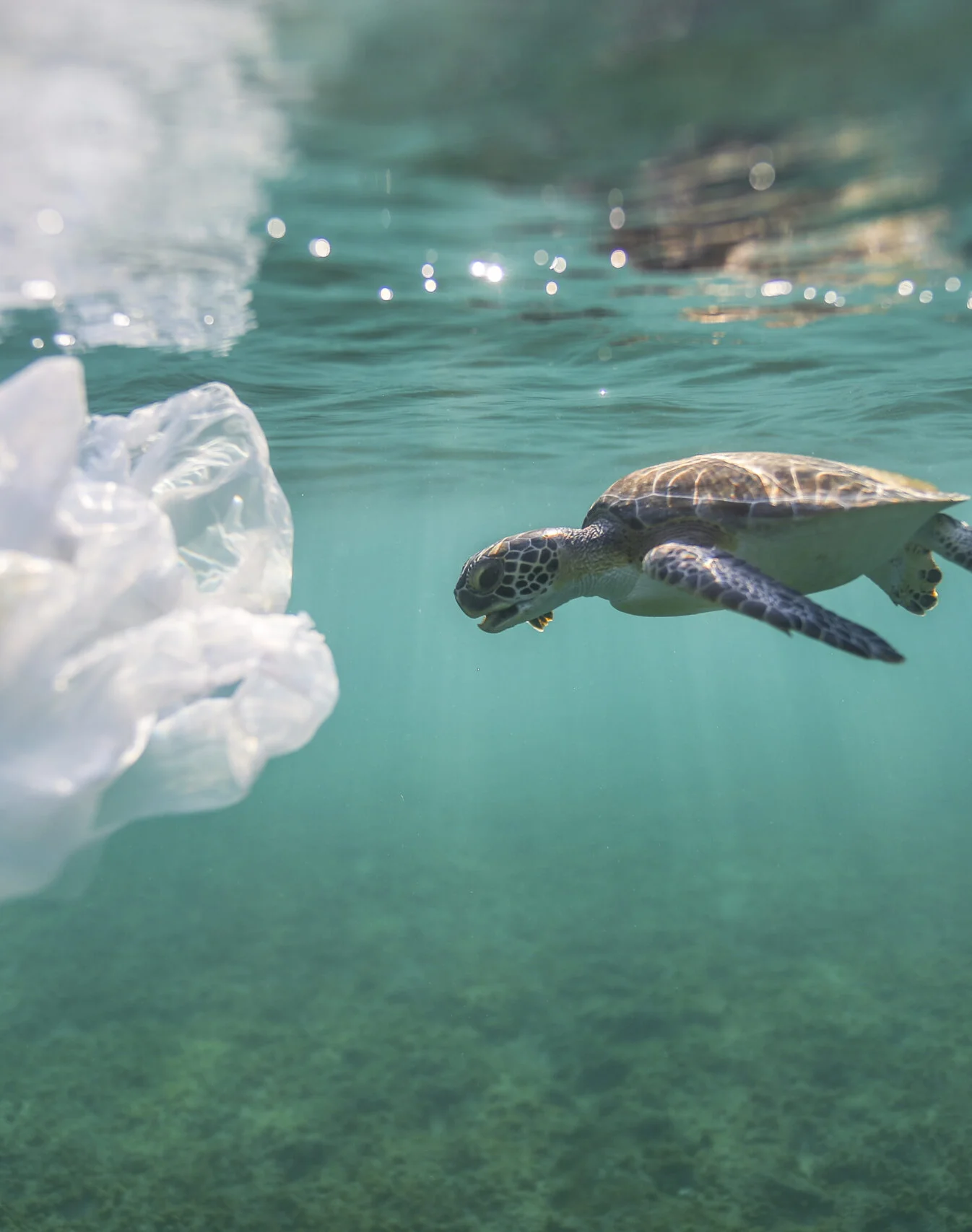 Green turtle swimming with plastic bag